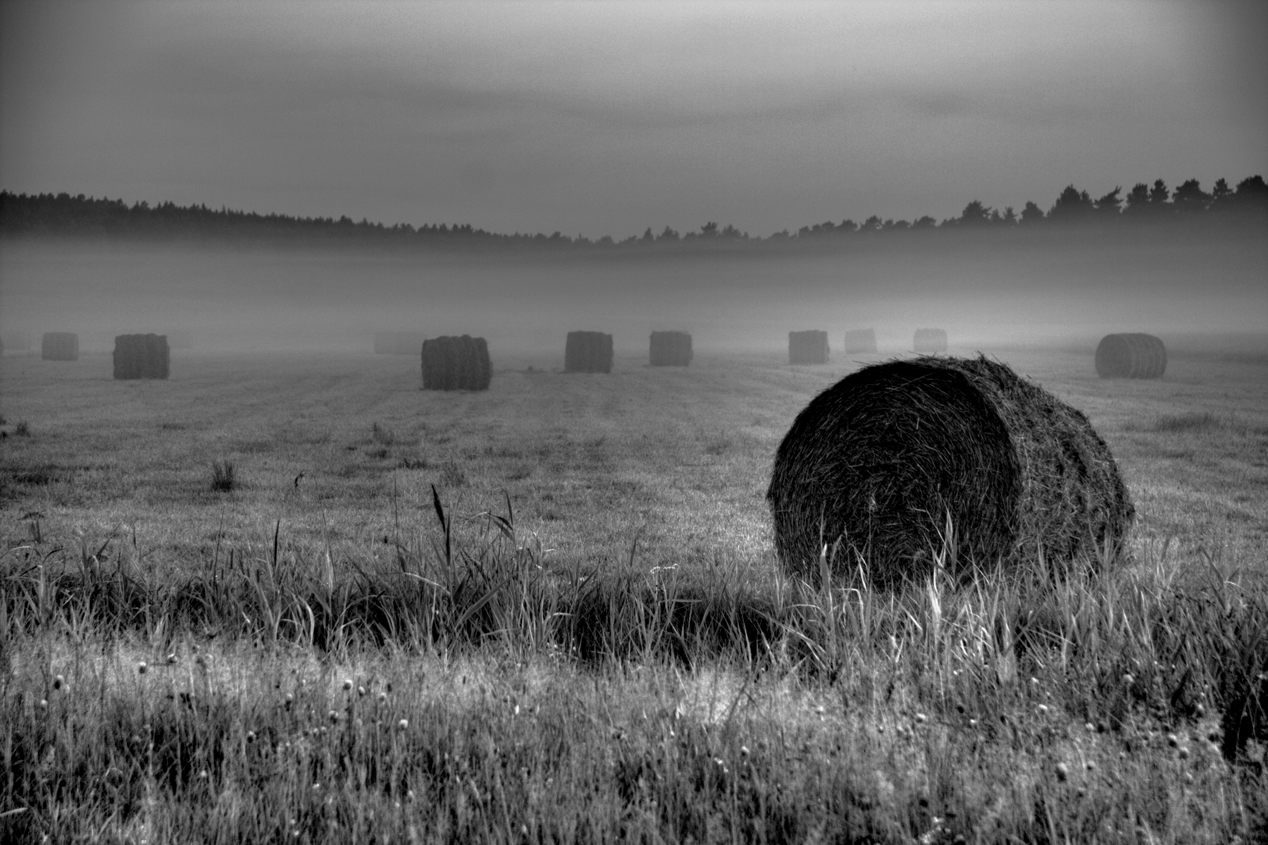 Field